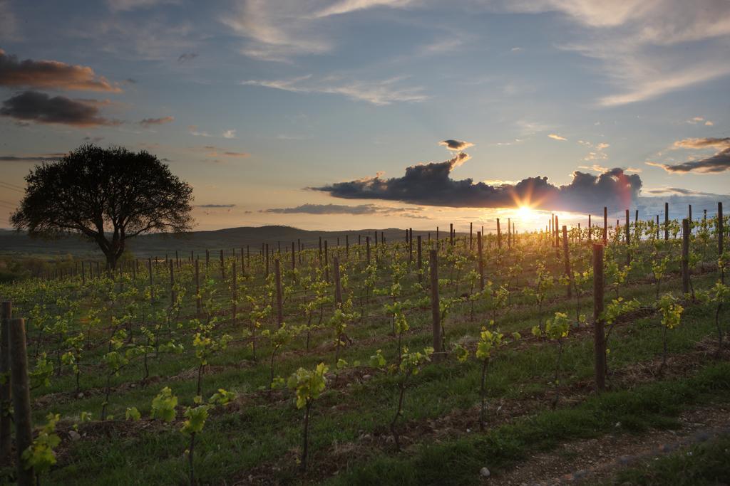 Agriturismo Poggio Al Sasso Blera エクステリア 写真